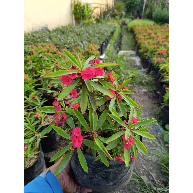 2203. Euphorbia Milii 5pcs