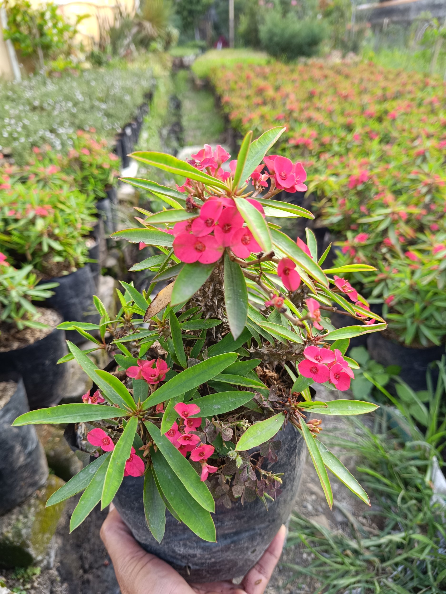 2203. Euphorbia Milii 5pcs - Image 2