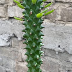 Alternative view of 1652. Euphorbia Monadenium Guentheri