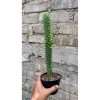 1652. Euphorbia Monadenium Guentheri