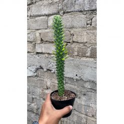 1652. Euphorbia Monadenium Guentheri