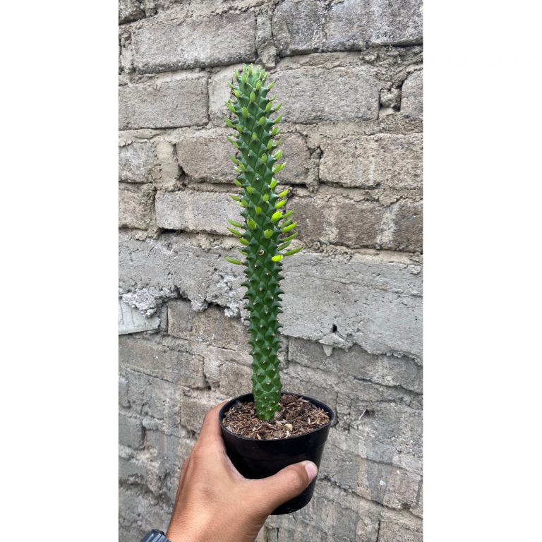 1652. Euphorbia Monadenium Guentheri