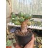 2282. Euphorbia Obesa Globosa