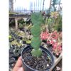 1800. Euphorbia Opuntoides