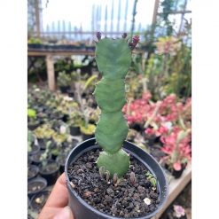1800. Euphorbia Opuntoides