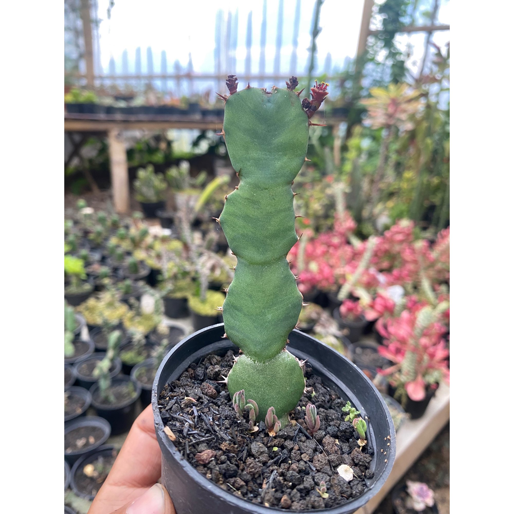 1800. Euphorbia Opuntoides