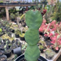 Alternative view of 1800. Euphorbia Opuntoides