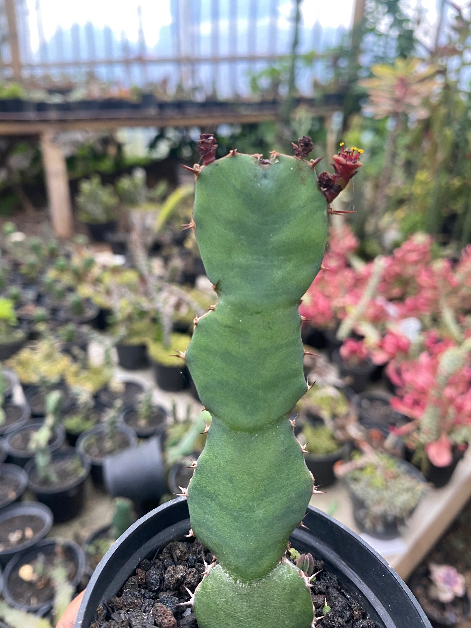 1800. Euphorbia Opuntoides - Image 2
