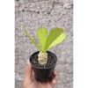 1929. Euphorbia Poissonii