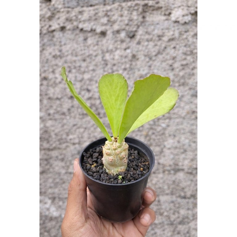 1929. Euphorbia Poissonii