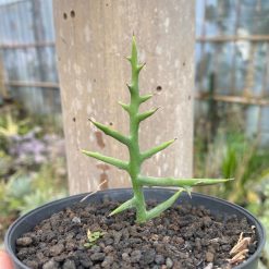 Alternative view of 1924. Euphorbia Stenoclada