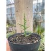 1924. Euphorbia Stenoclada