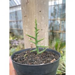 1924. Euphorbia Stenoclada