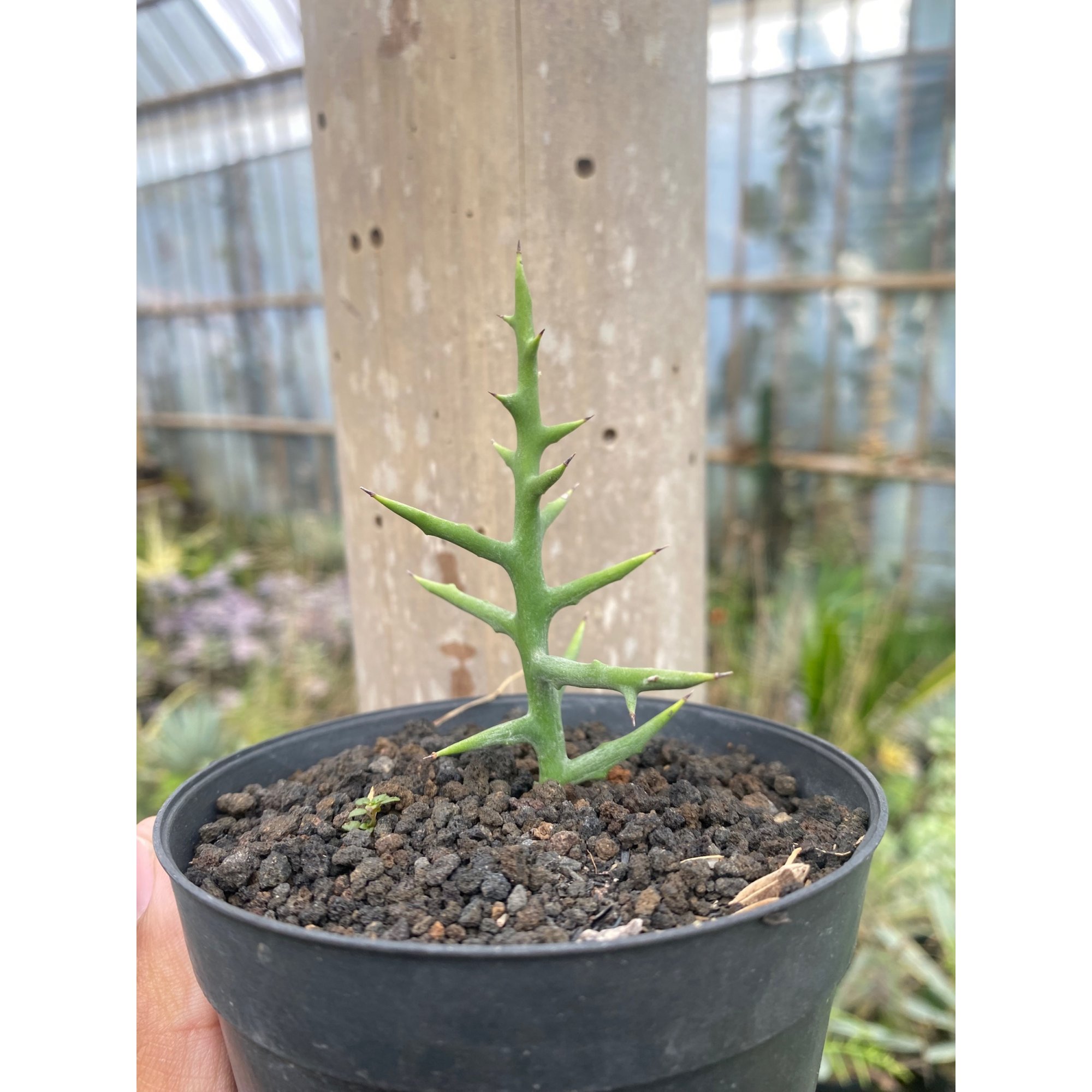 1924. Euphorbia Stenoclada
