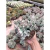 2259. Euphorbia White Lactea Cristata Size 15 Cm