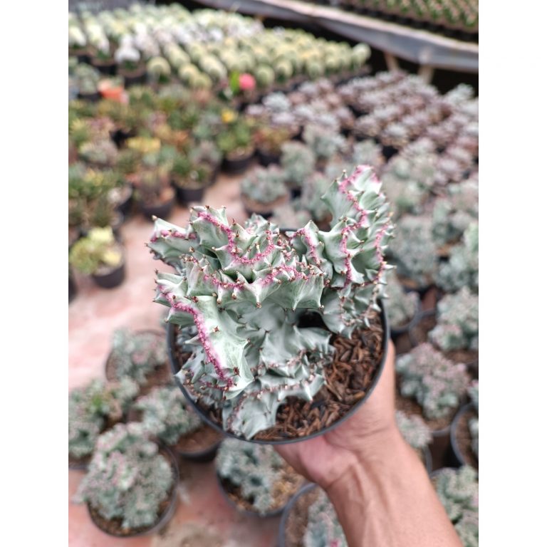 2259. Euphorbia White Lactea Cristata Size 15 Cm