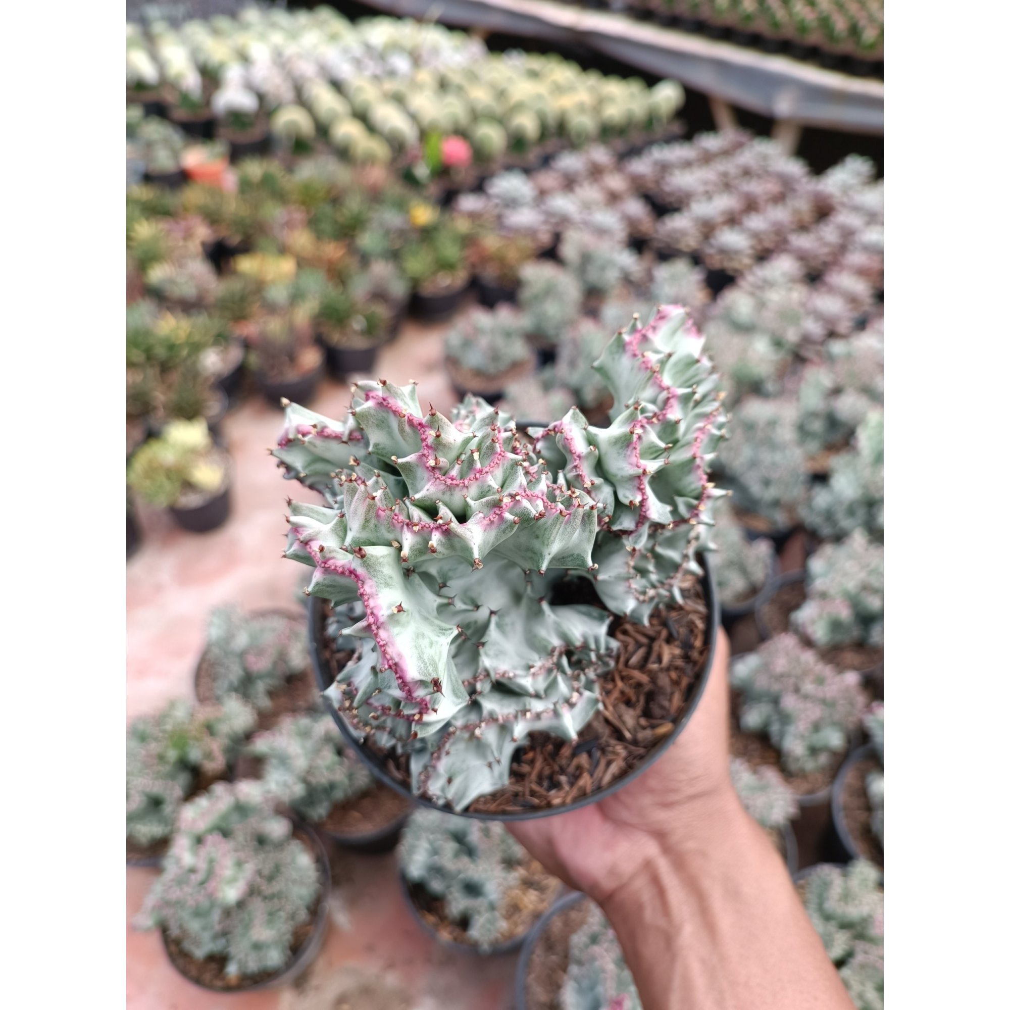 2259. Euphorbia White Lactea Cristata Size 15 Cm