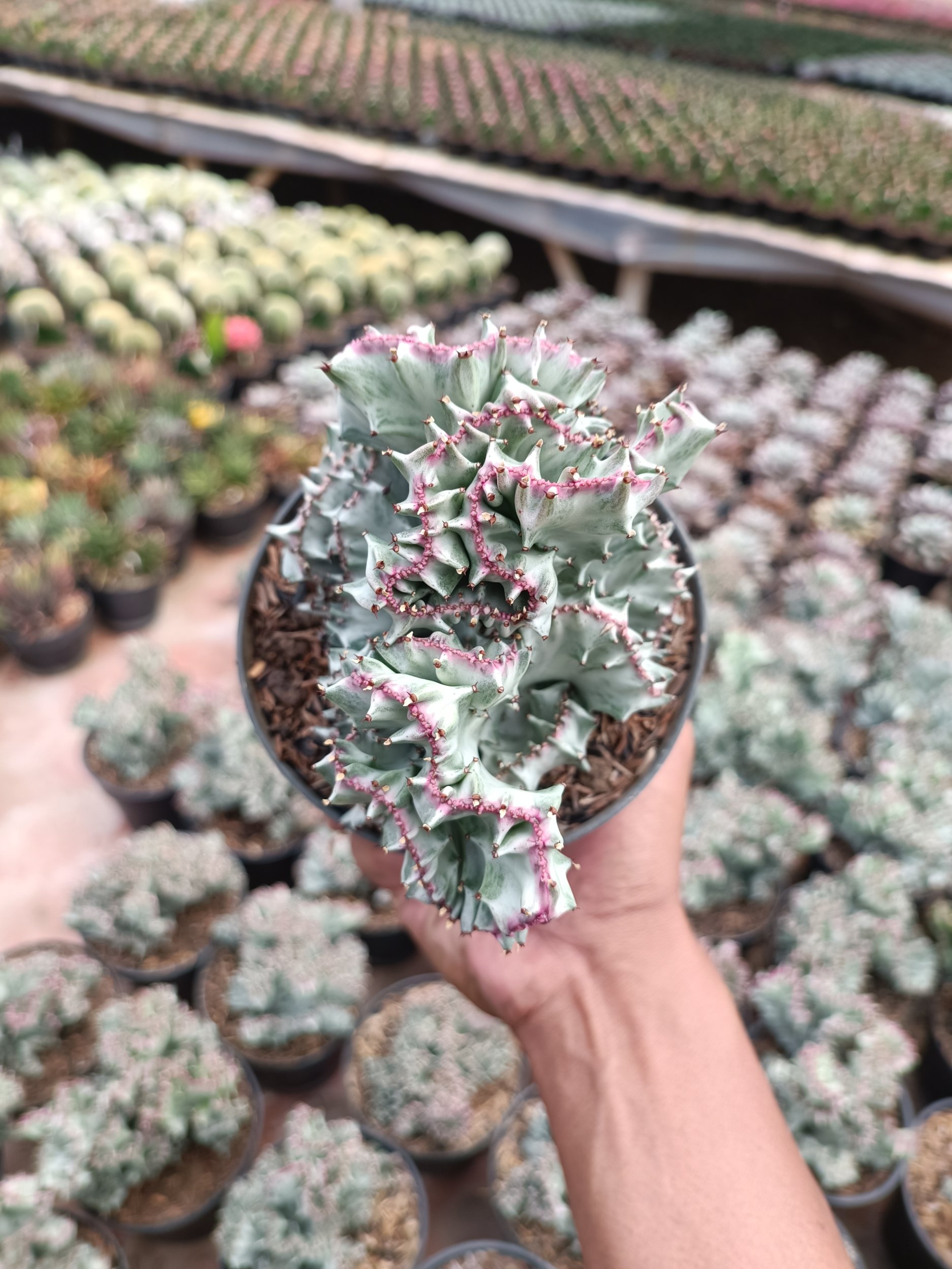2259. Euphorbia White Lactea Cristata Size 15 Cm - Image 2