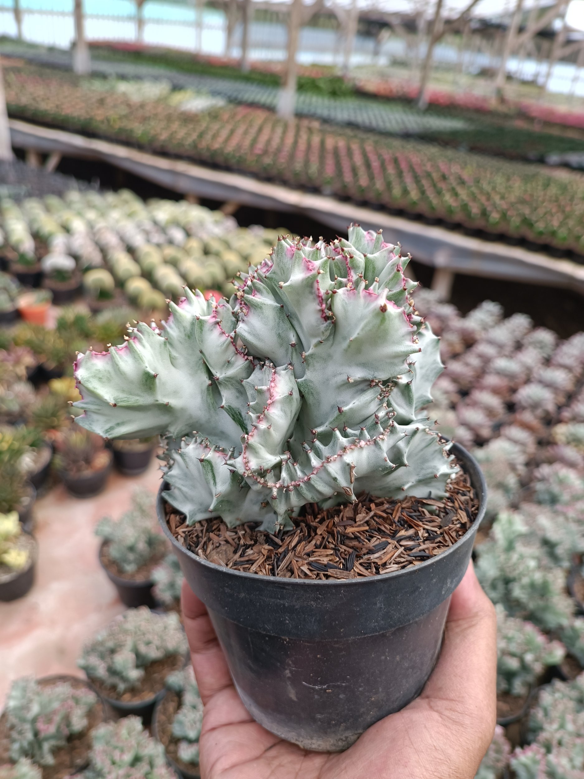 2259. Euphorbia White Lactea Cristata Size 15 Cm - Image 3