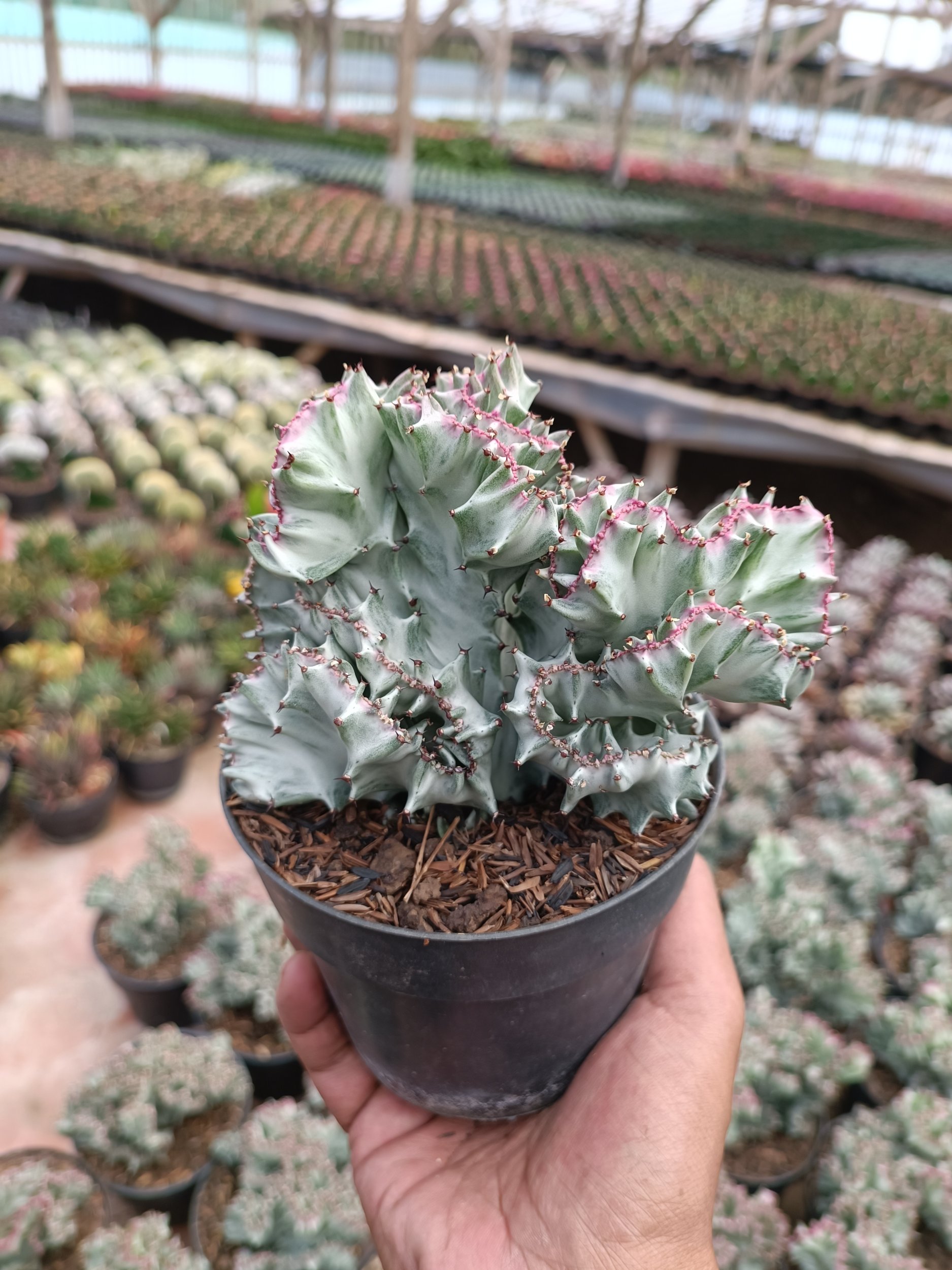 2259. Euphorbia White Lactea Cristata Size 15 Cm - Image 4