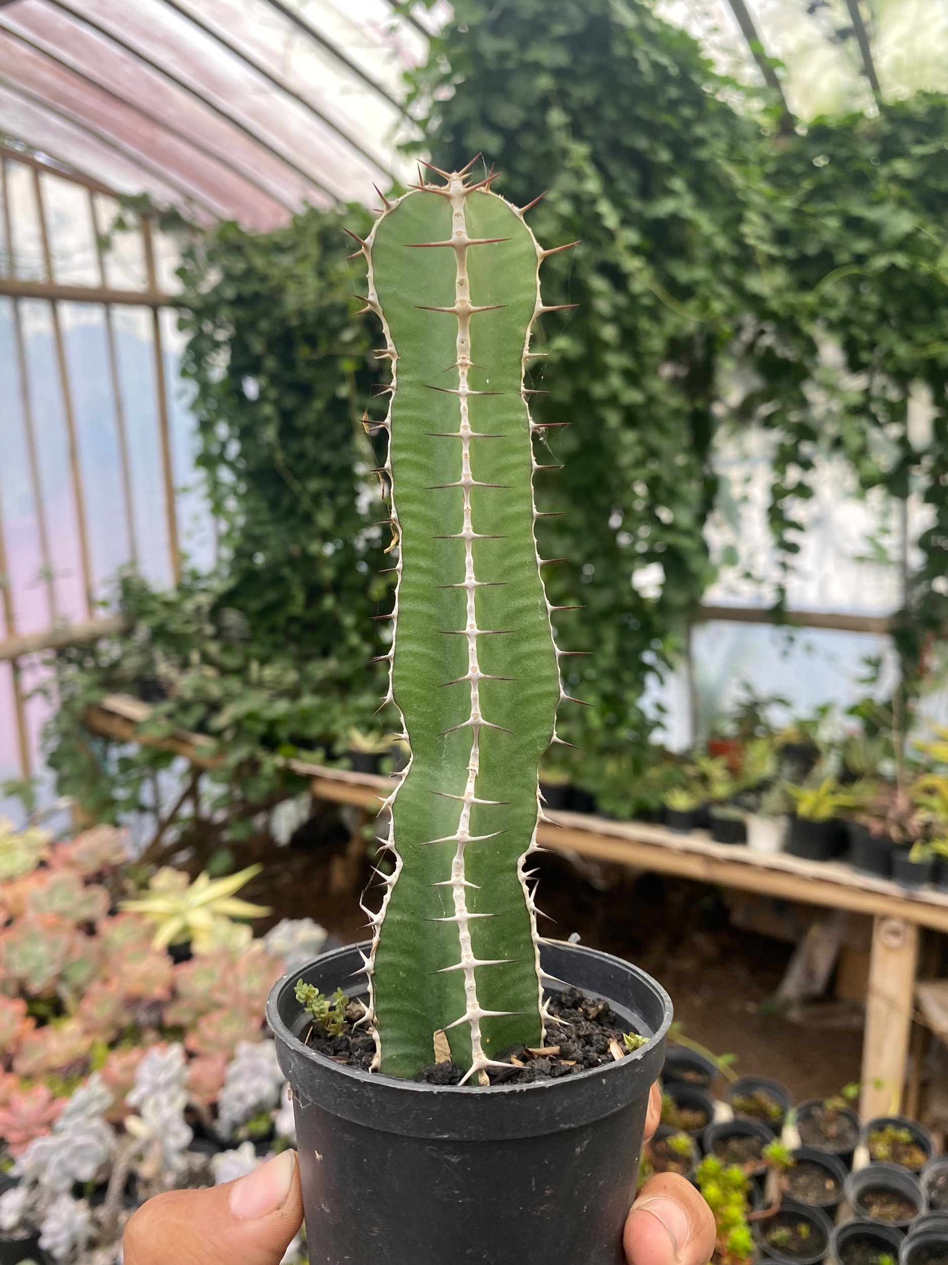 1799. Euphorbia Barnardii - Image 2