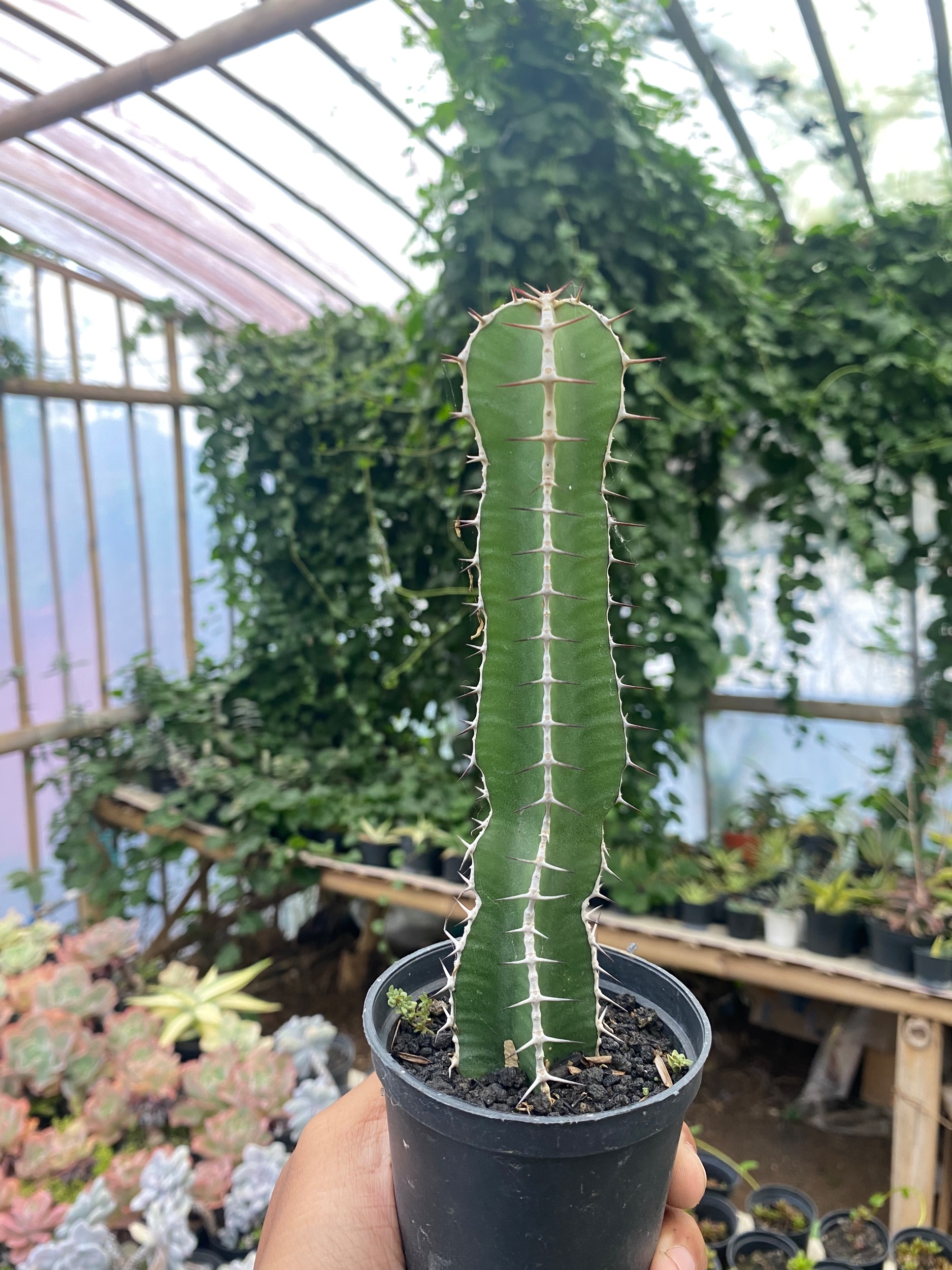 1799. Euphorbia Barnardii - Image 3