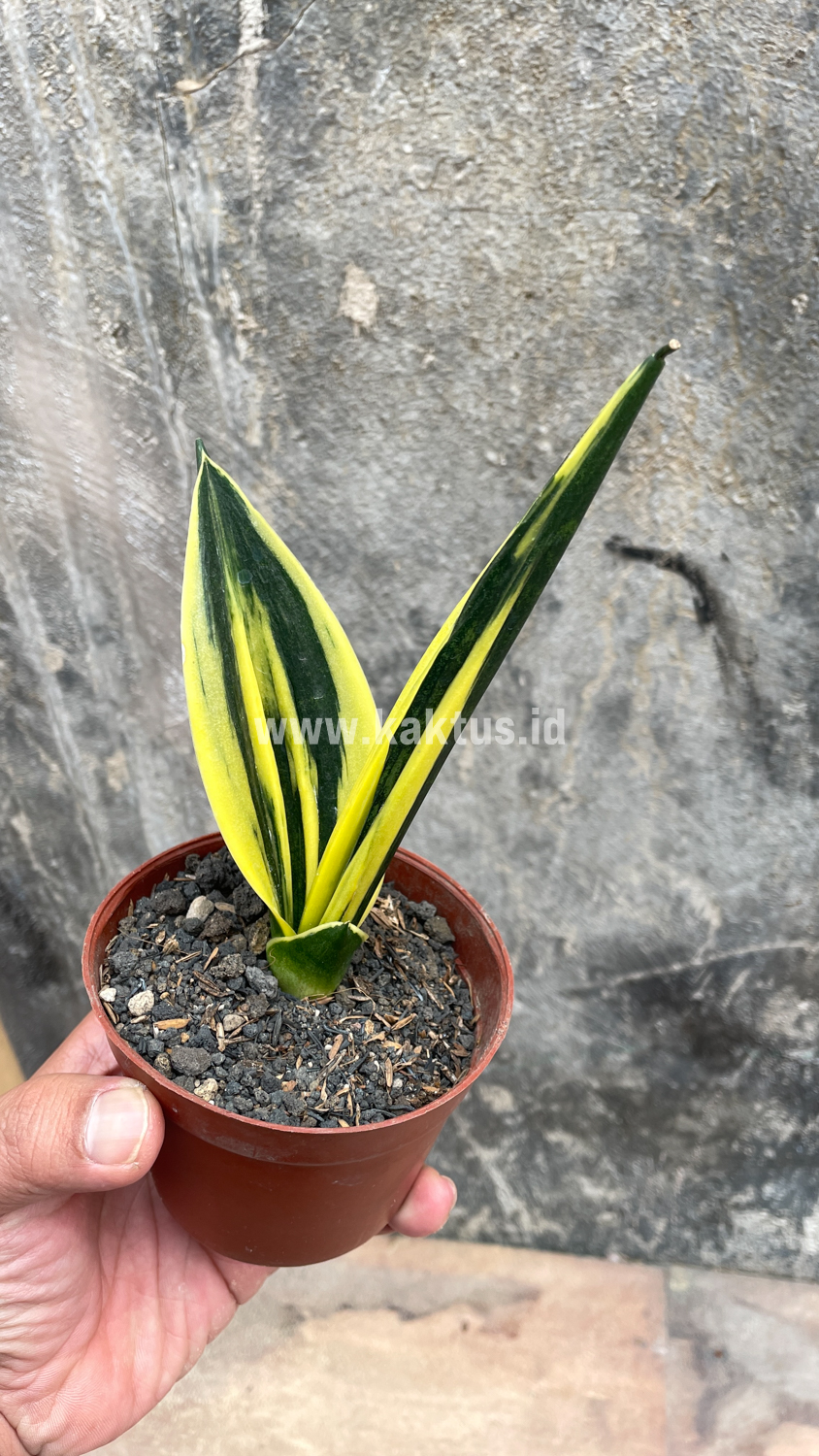 905. Sansevieria Gold Flame Pipe Leaf - Image 8