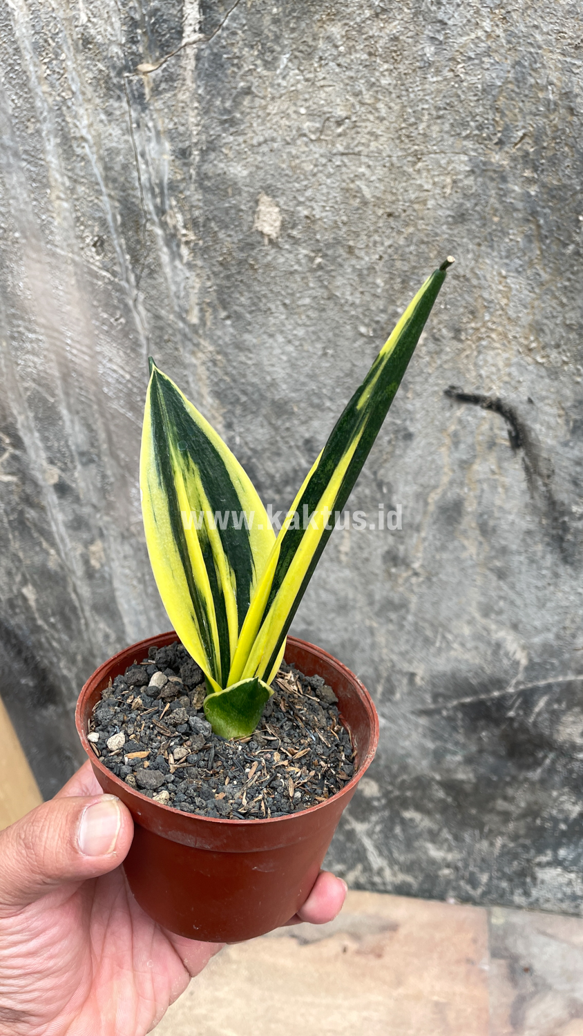 905. Sansevieria Gold Flame Pipe Leaf - Image 16