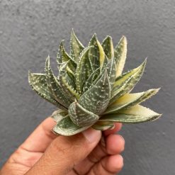 067. Gasteraloe Beguinii Silver Variegated