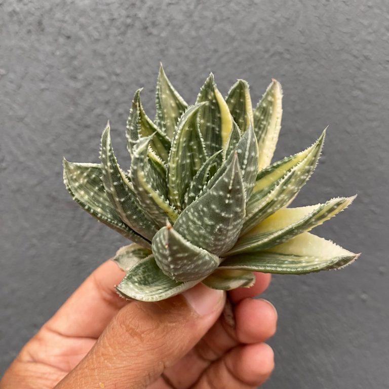 067. Gasteraloe Beguinii Silver Variegated