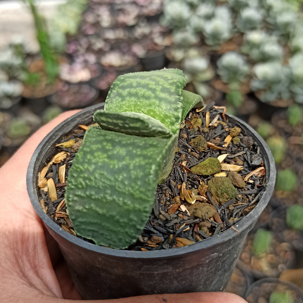 070. Gasteria Armstrongii - Image 2