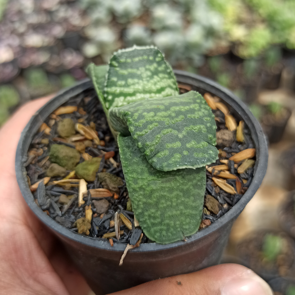 070. Gasteria Armstrongii - Image 3