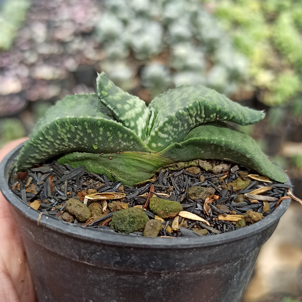 070. Gasteria Armstrongii - Image 4