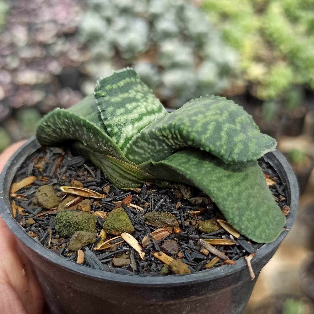 070. Gasteria Armstrongii - Image 5
