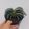 1720. Gasteria Armstrongii Variegated