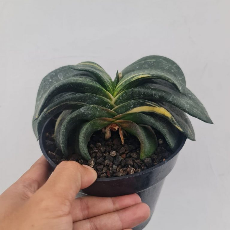 1720. Gasteria Armstrongii Variegated