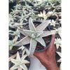 2071. Gasteria Batesiana White Variegated Rosette