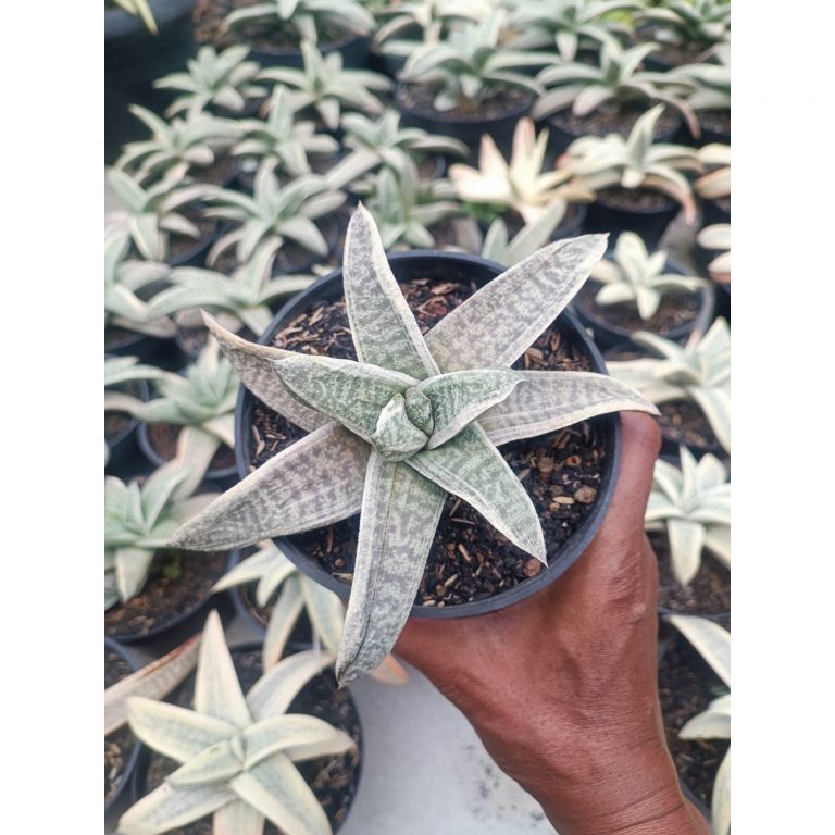 2071. Gasteria Batesiana White Variegated Rosette