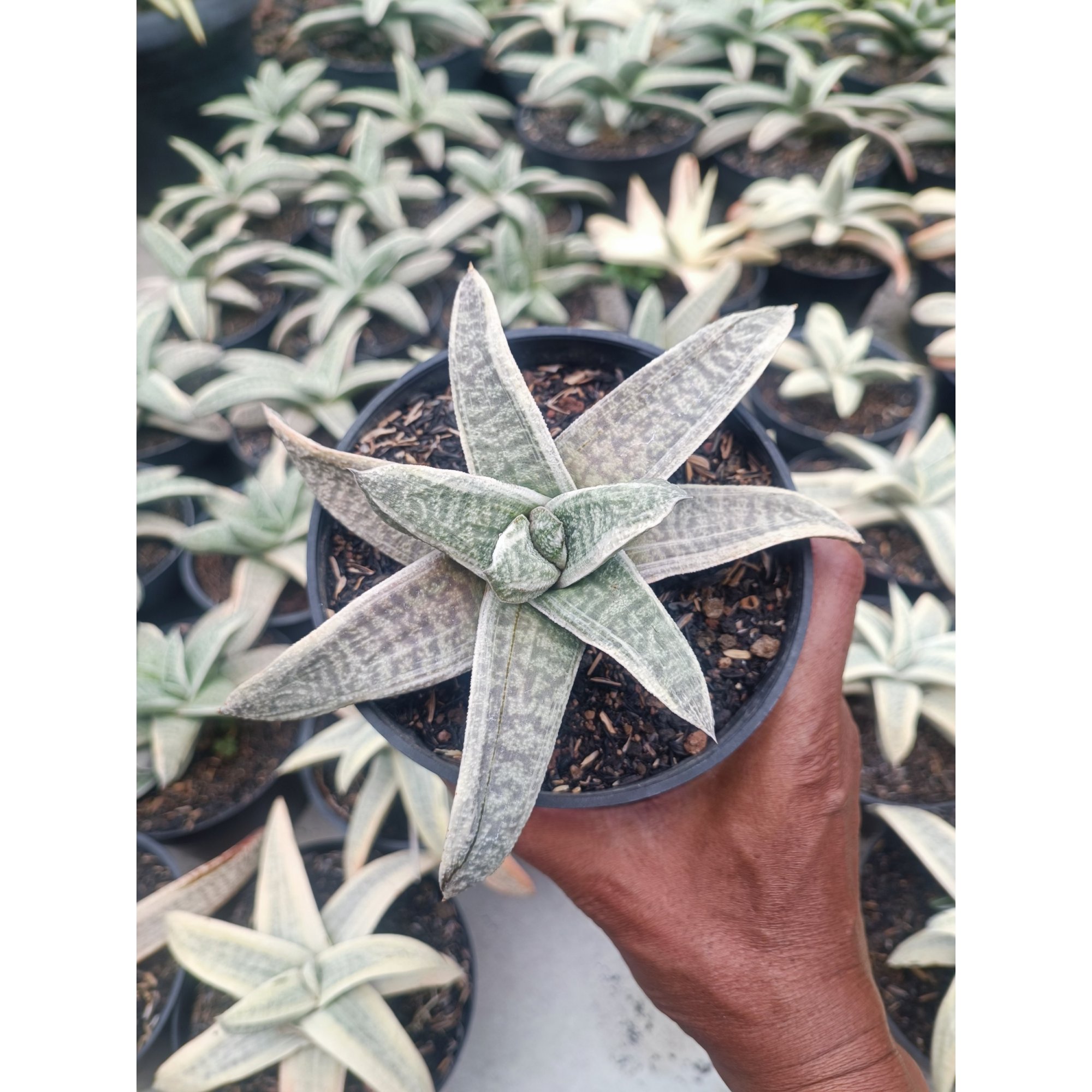2071. Gasteria Batesiana White Variegated Rosette