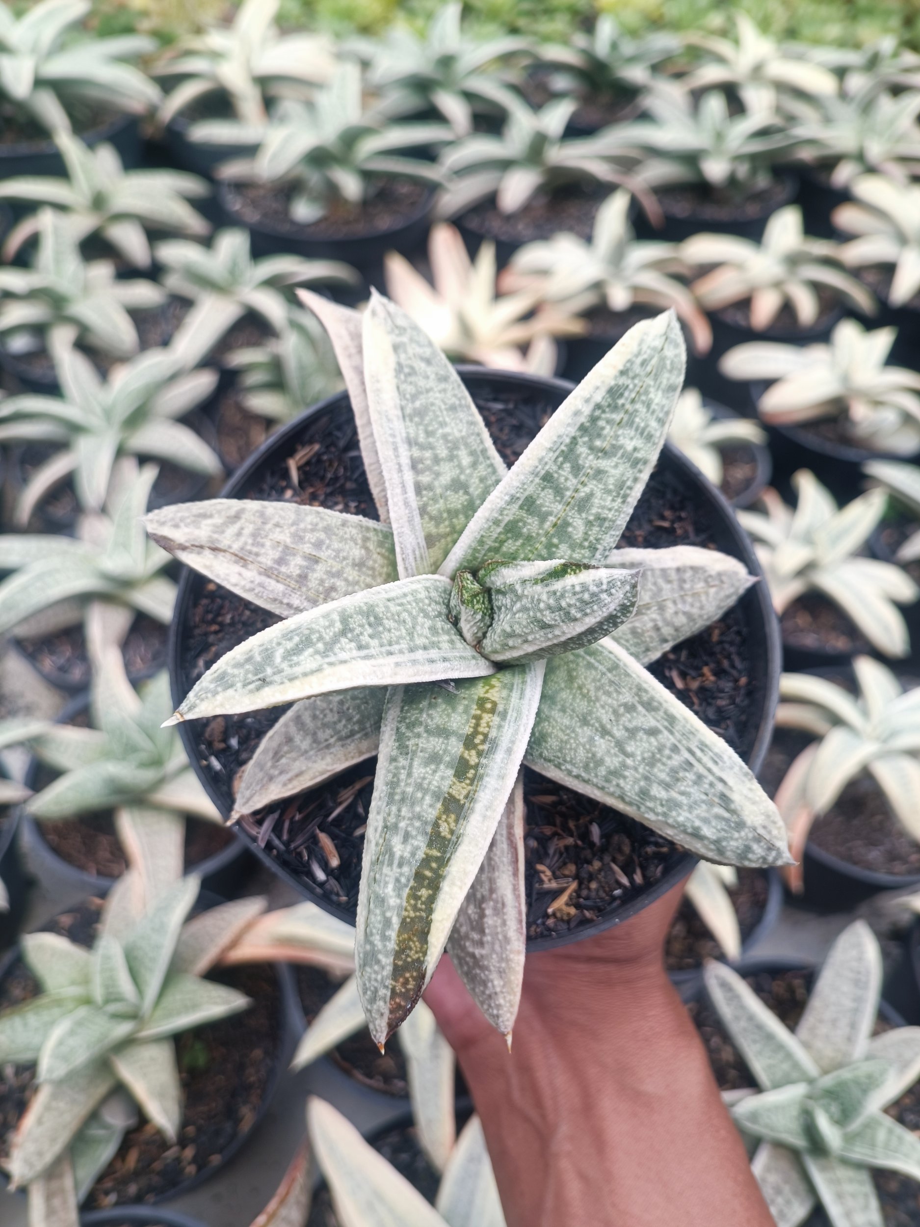 2071. Gasteria Batesiana White Variegated Rosette - Image 2