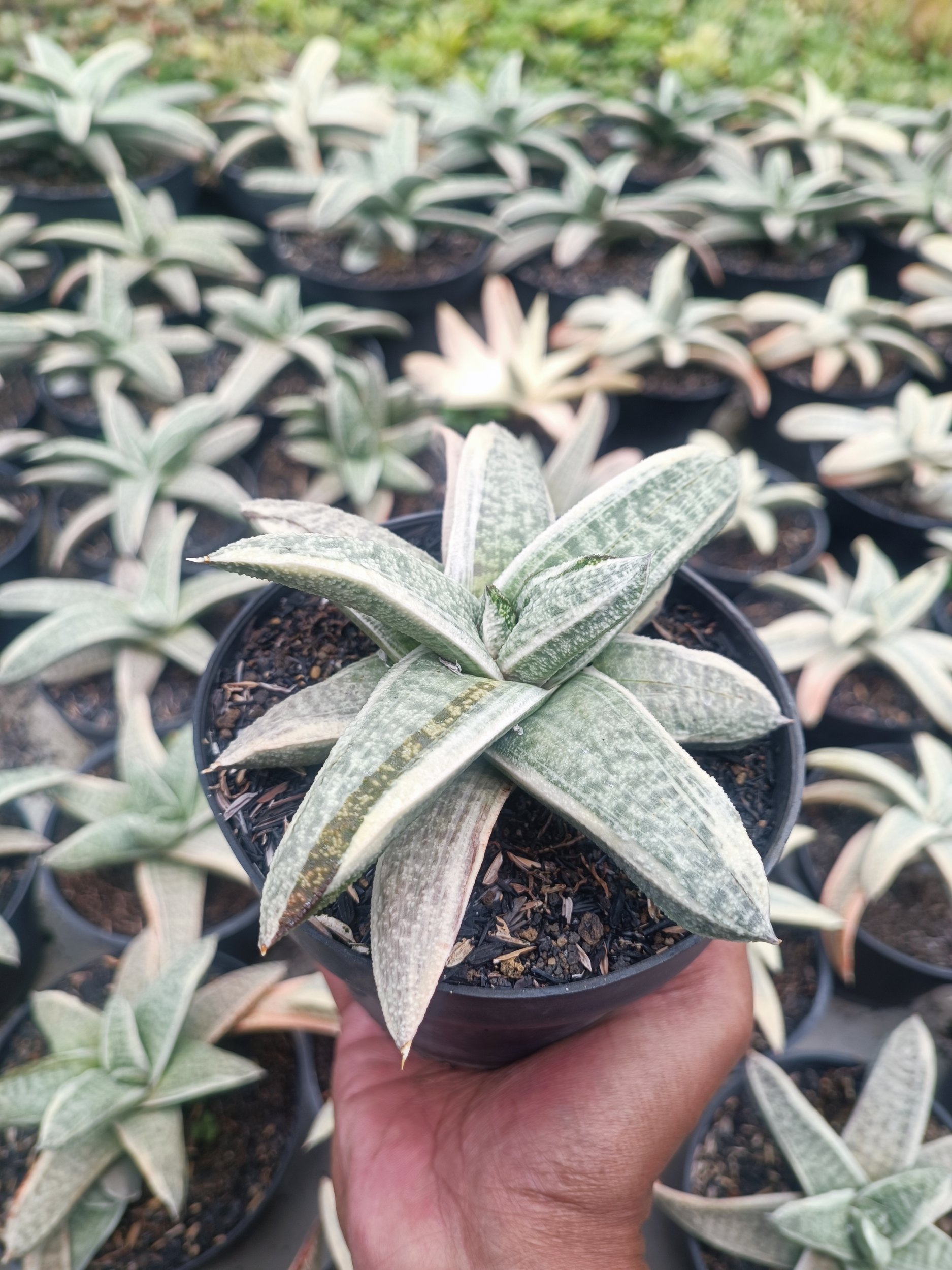 2071. Gasteria Batesiana White Variegated Rosette - Image 3