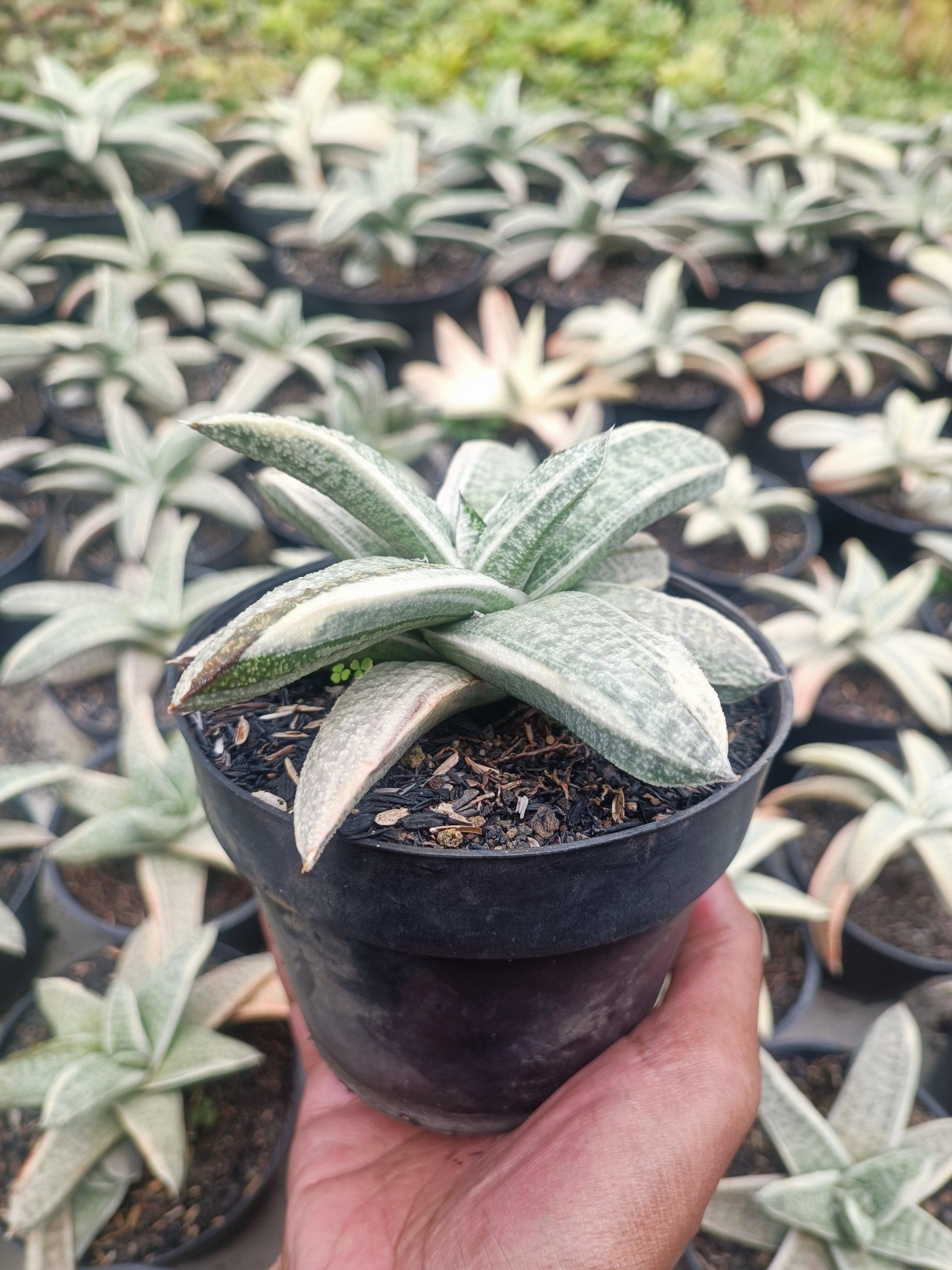 2071. Gasteria Batesiana White Variegated Rosette - Image 4