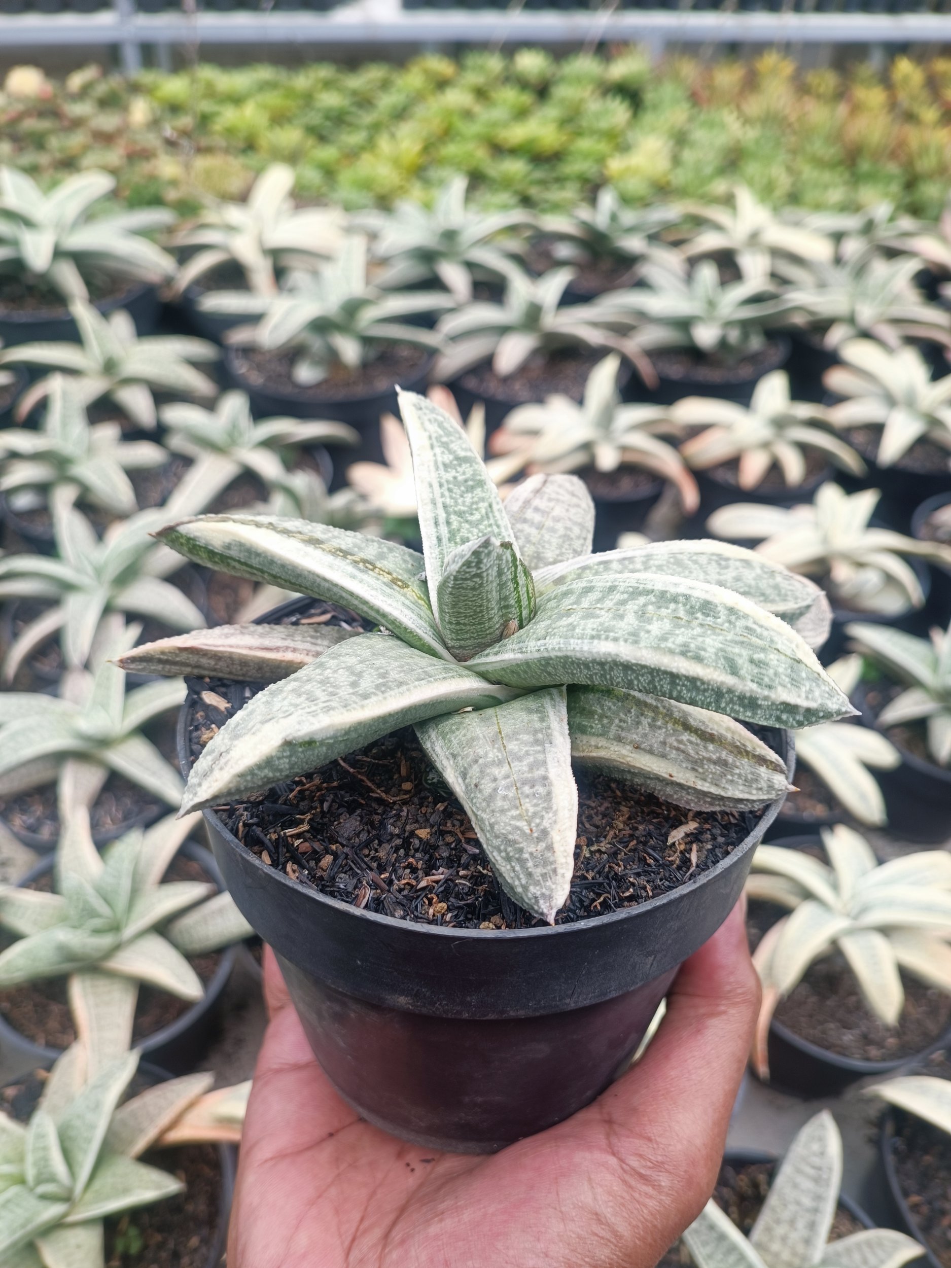 2071. Gasteria Batesiana White Variegated Rosette - Image 5