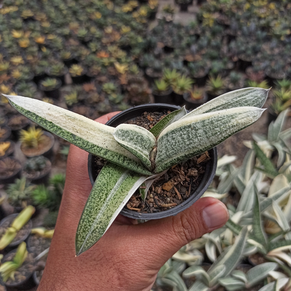 043. Gasteria Batesianana White Variegated - Image 2