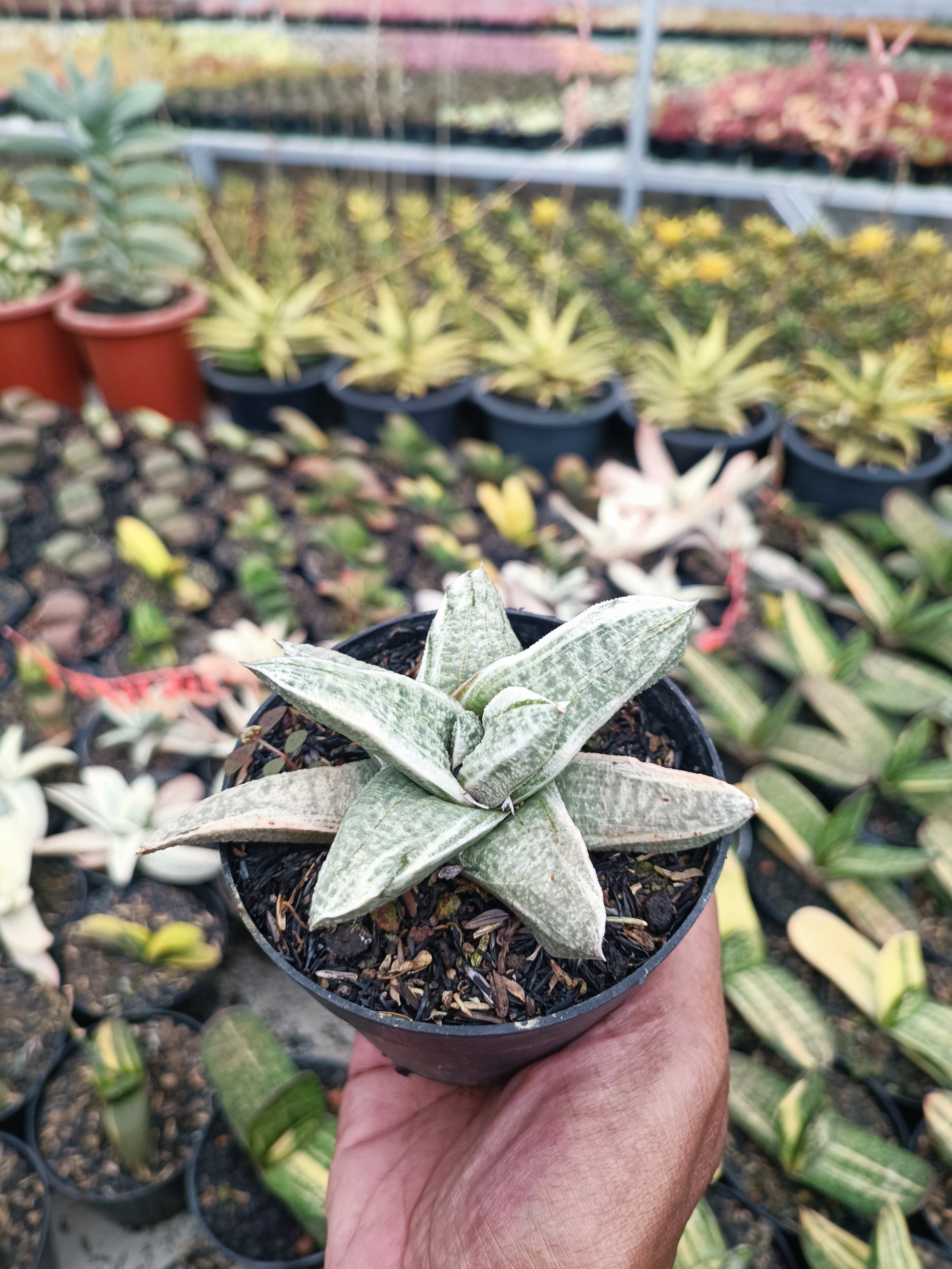 2073. Gasteria Batesiana White Variegated - Image 2