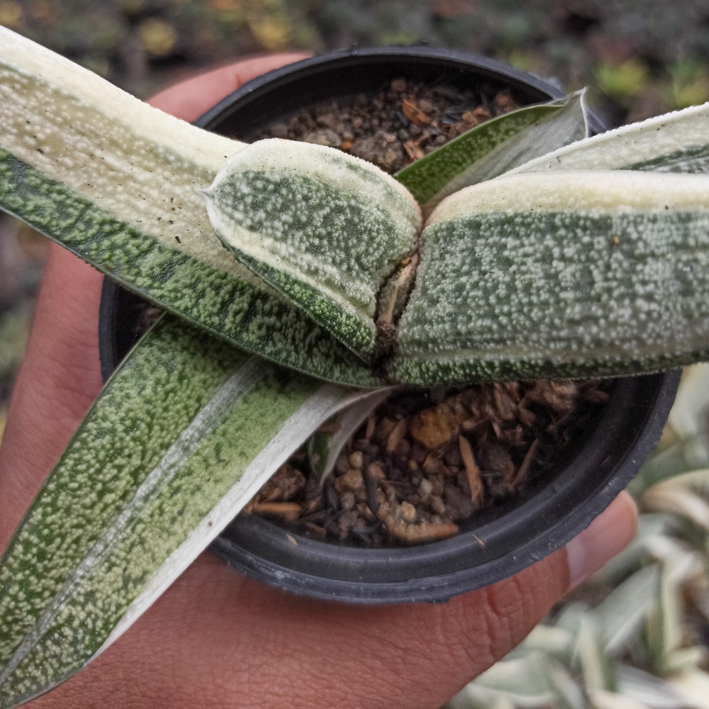 043. Gasteria Batesianana White Variegated - Image 3