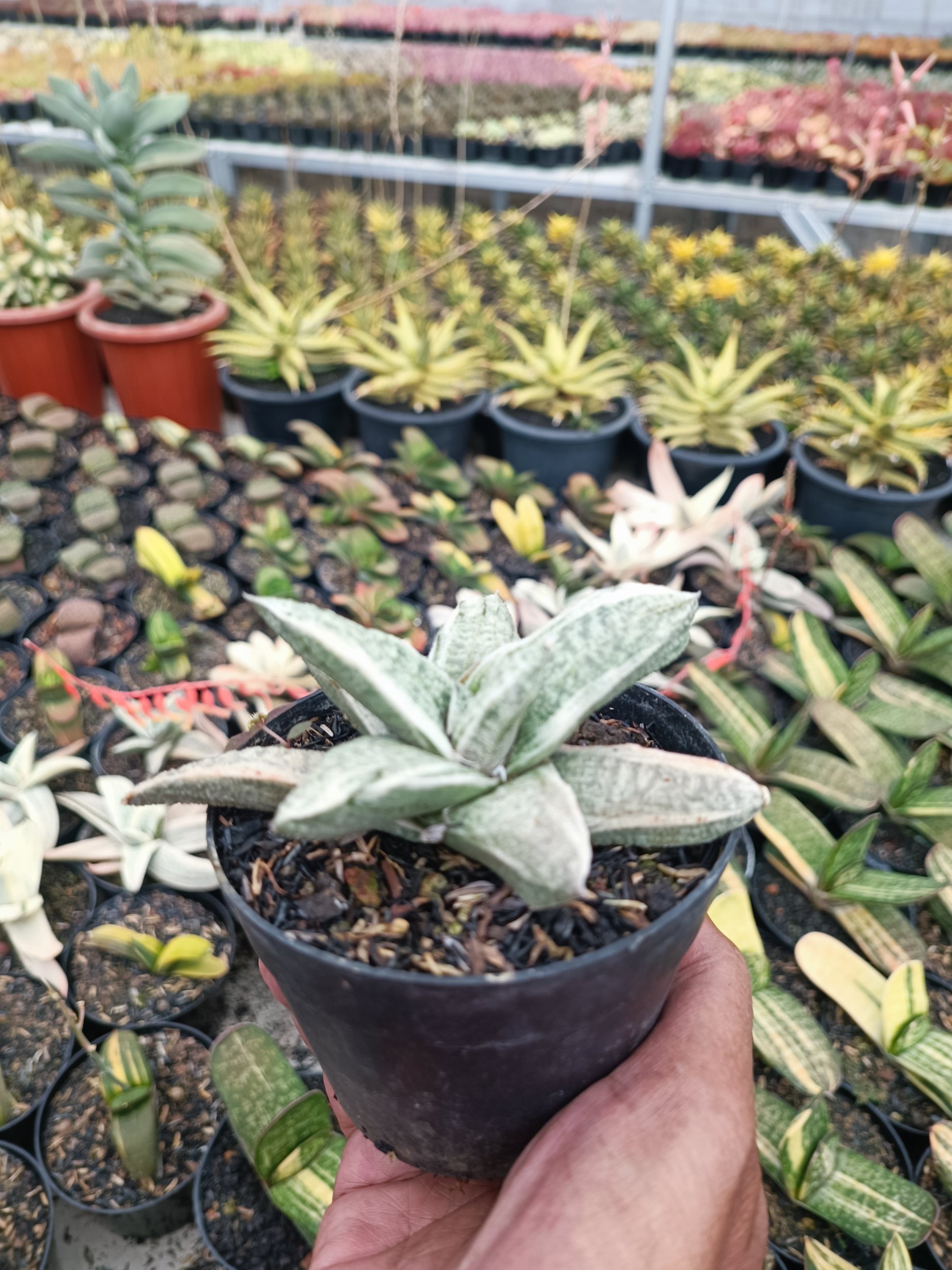 2073. Gasteria Batesiana White Variegated - Image 3