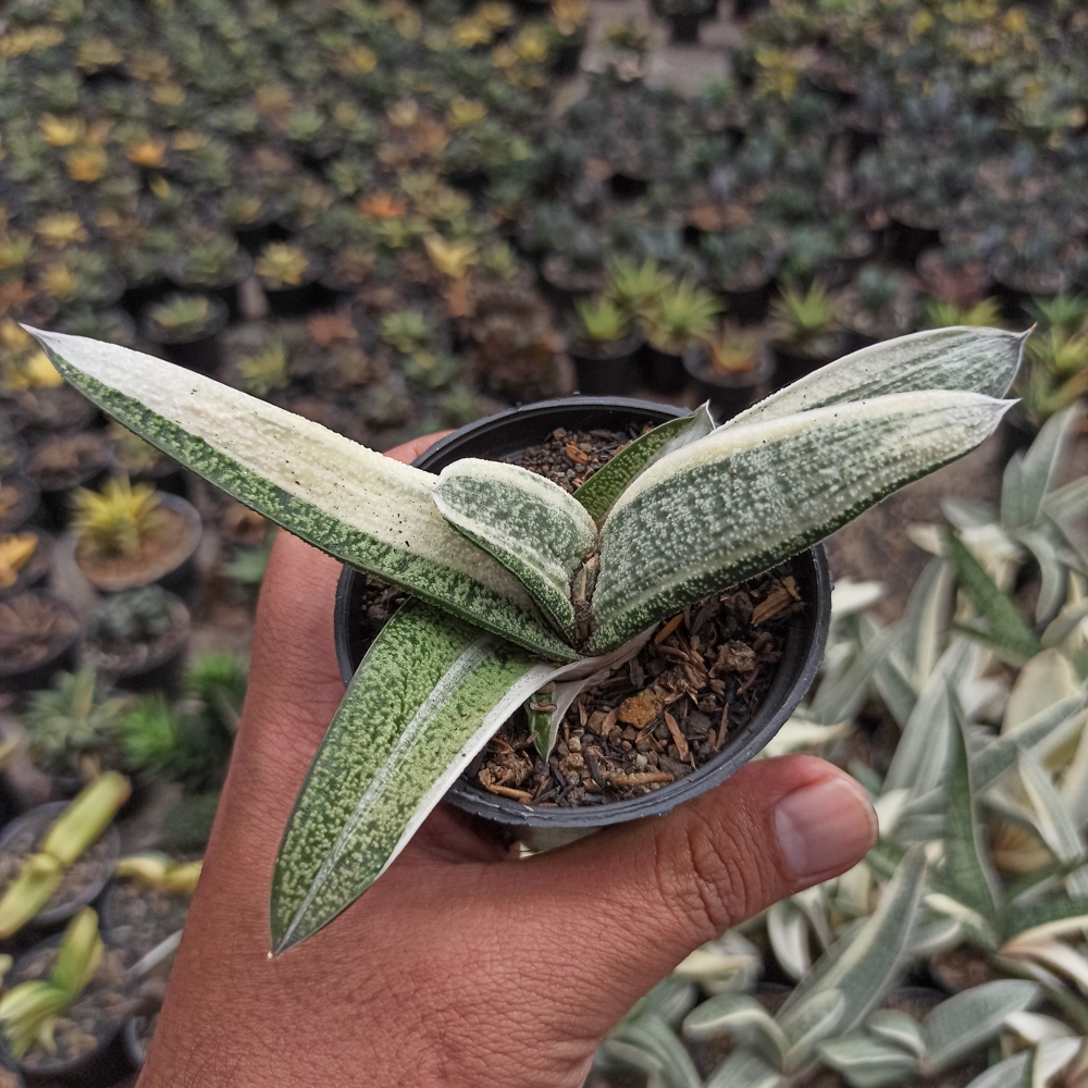 043. Gasteria Batesianana White Variegated - Image 4