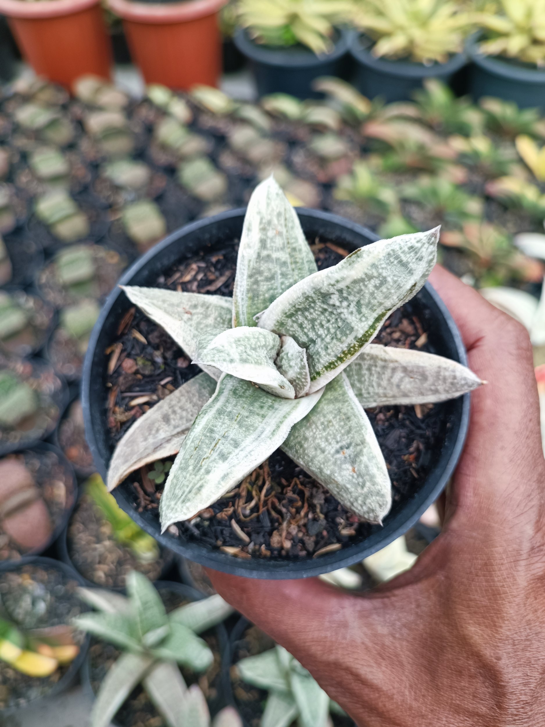 2073. Gasteria Batesiana White Variegated - Image 4