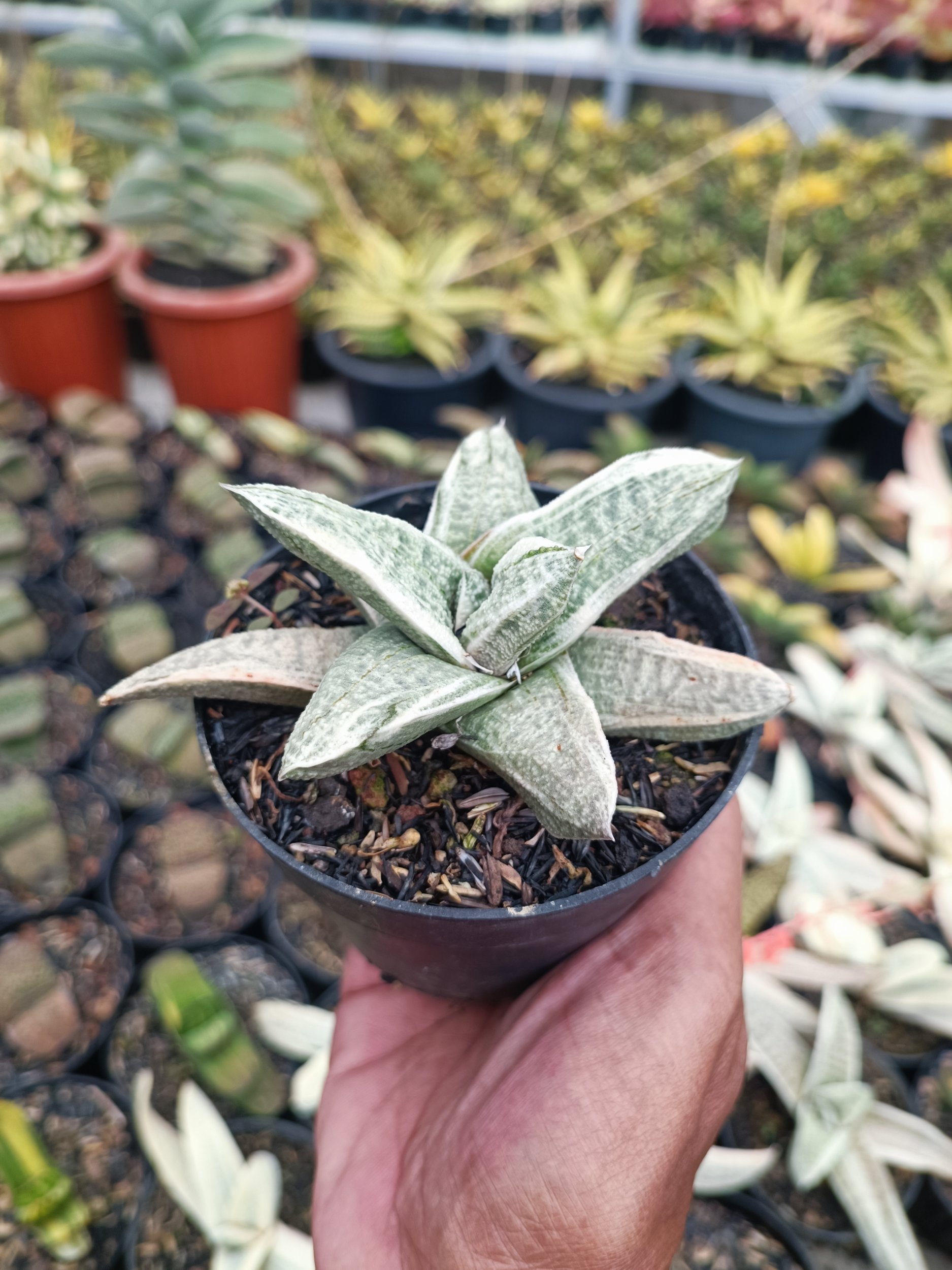 2073. Gasteria Batesiana White Variegated - Image 5